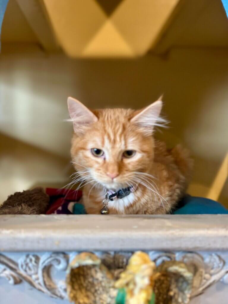 the witty whisker cat cafe st. augustine