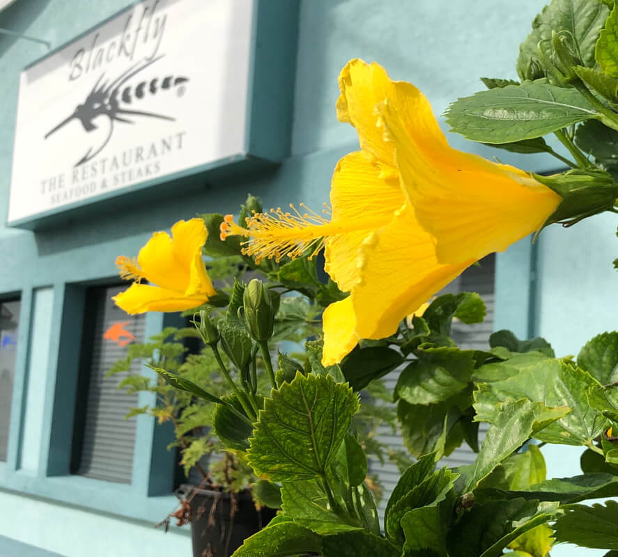 Yellow flower against blue building and Blackfly Restaurant sign, St. Augustine, Fl