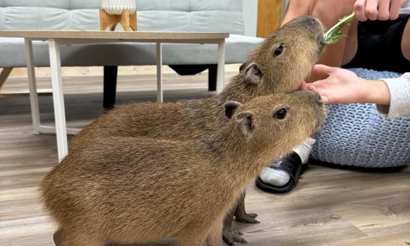 Two caybara animals feeding in a light blue room.