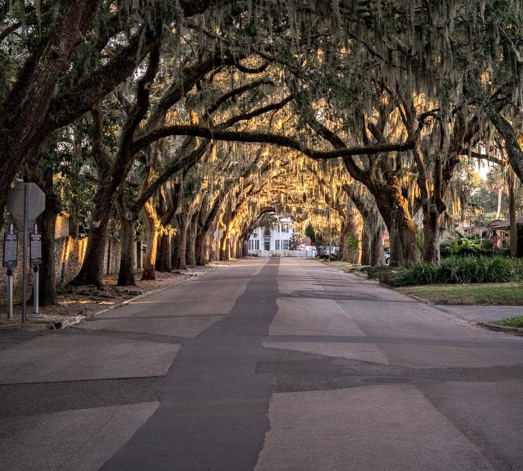 paved road with overhanging trees and white building at end